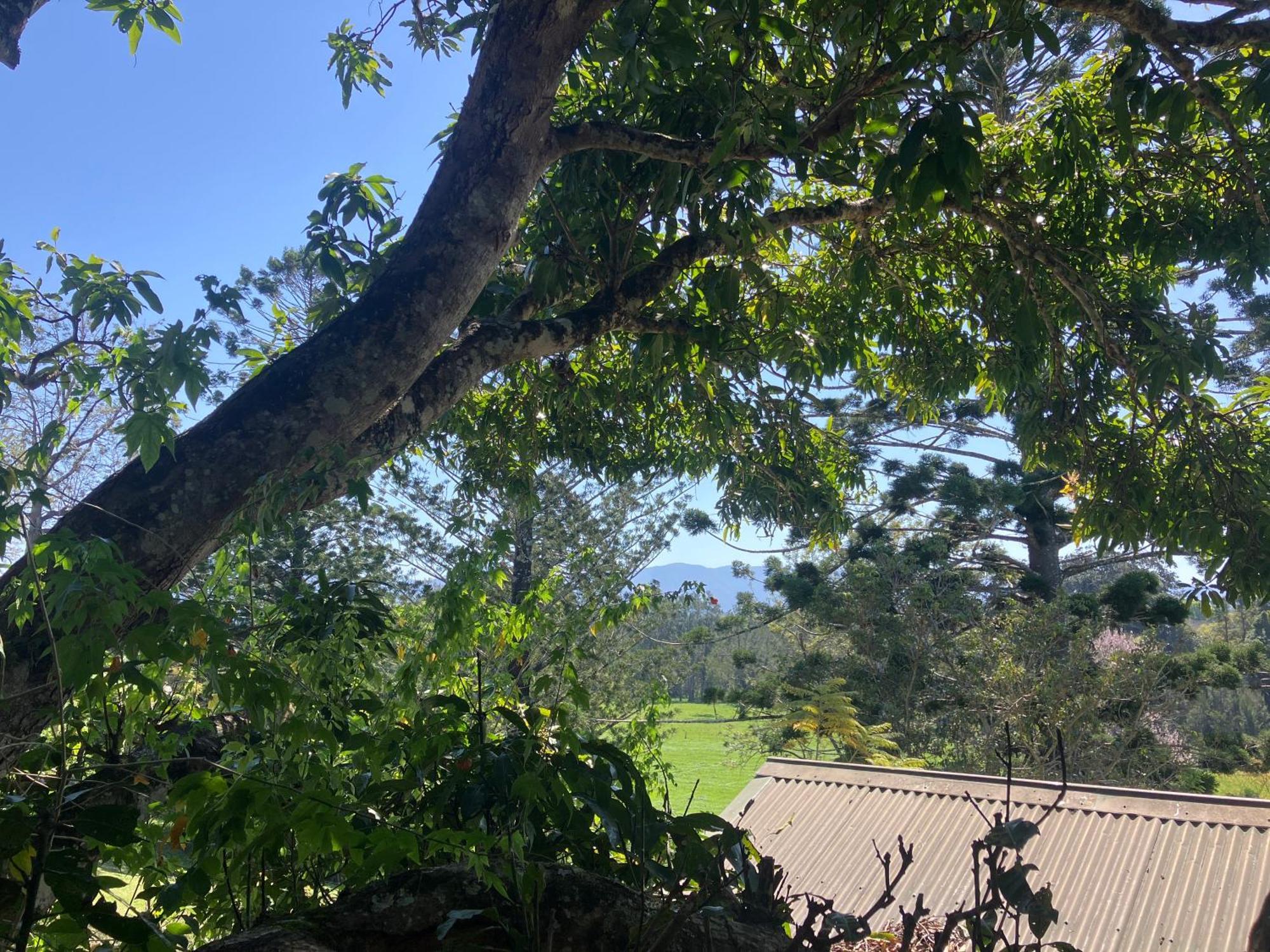 Potters Cottage Bellingen Esterno foto